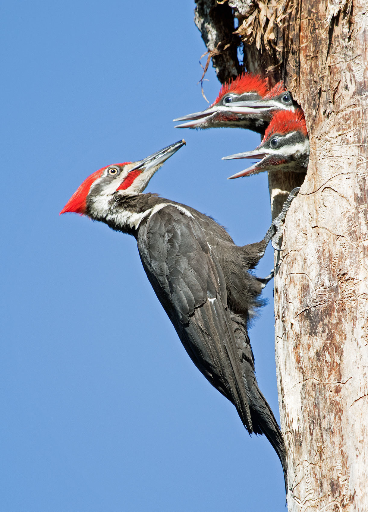 Pileated woodpeck